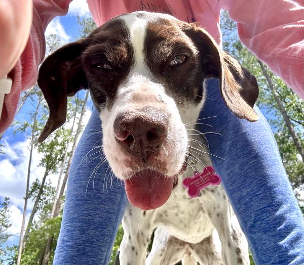 /Images/uploads/Southeast German Shorthaired Pointer Rescue/segspcalendarcontest/entries/31082thumb.jpg